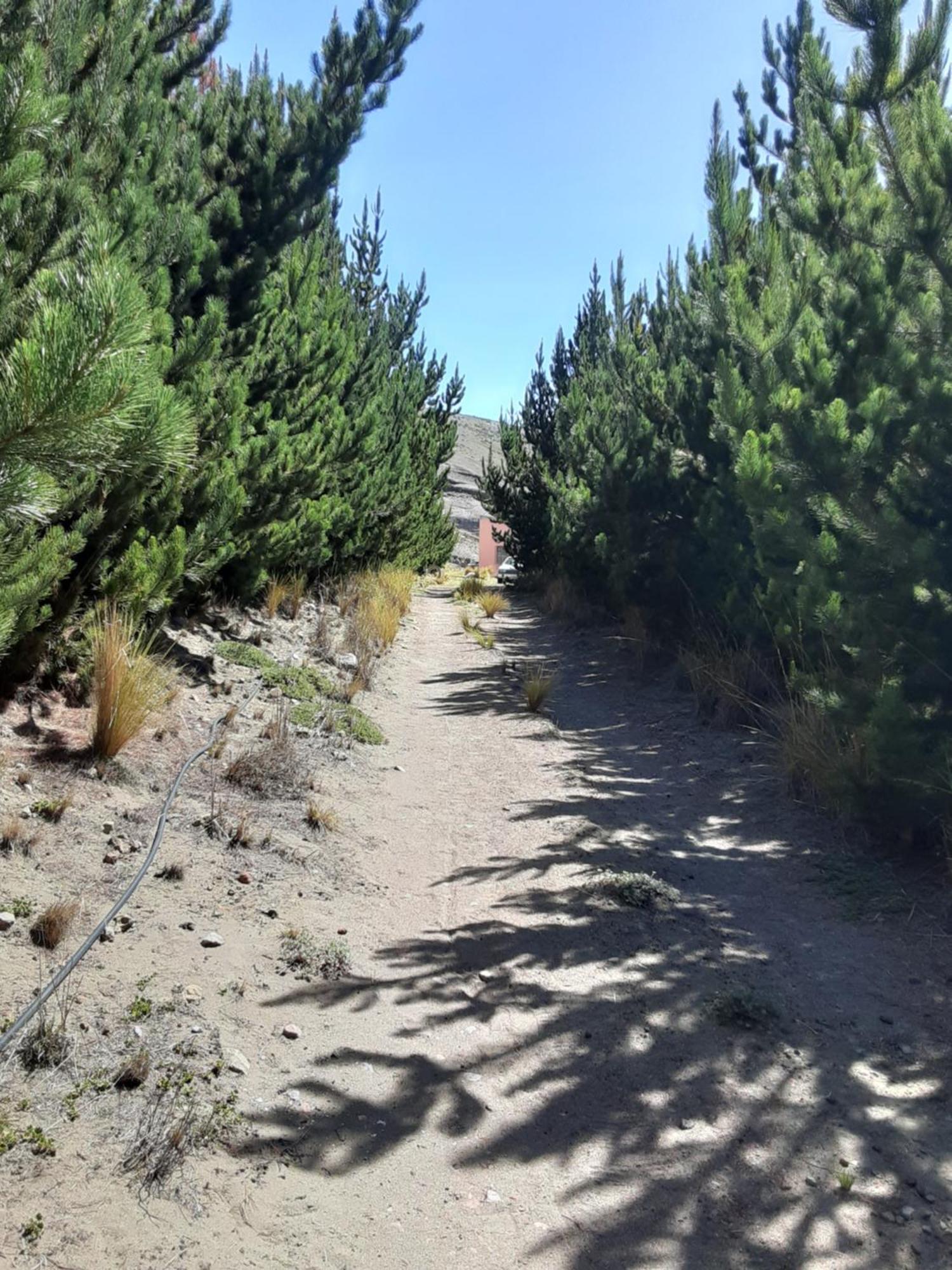Hospedaje Chimborazo Bagian luar foto